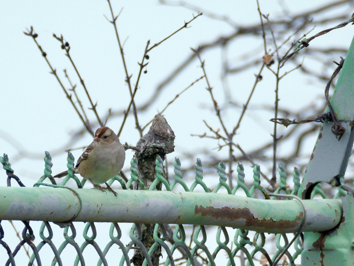 White-crowned Sparrow - ML645575470