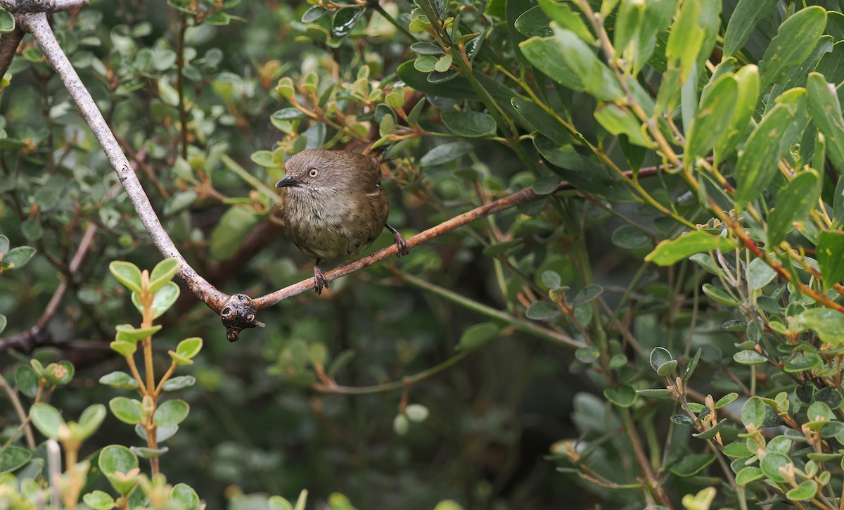 Tasmanian Scrubwren - ML645575473