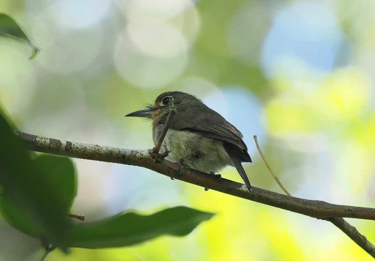 Рыжеватая ленивка - ML645575474