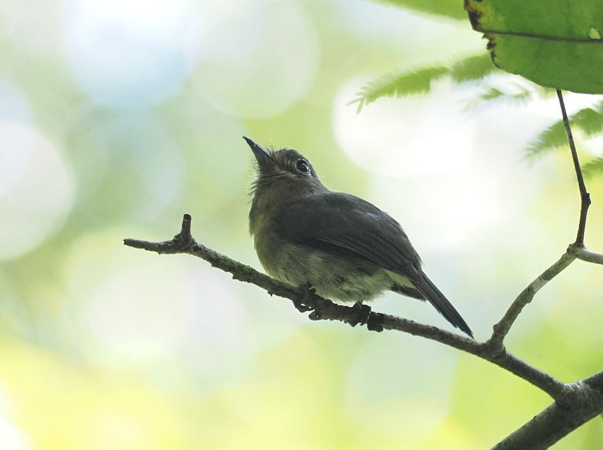 Рыжеватая ленивка - ML645575475