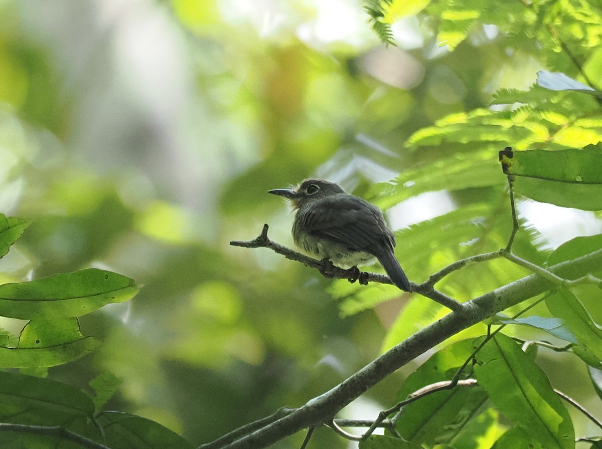 Рыжеватая ленивка - ML645575476