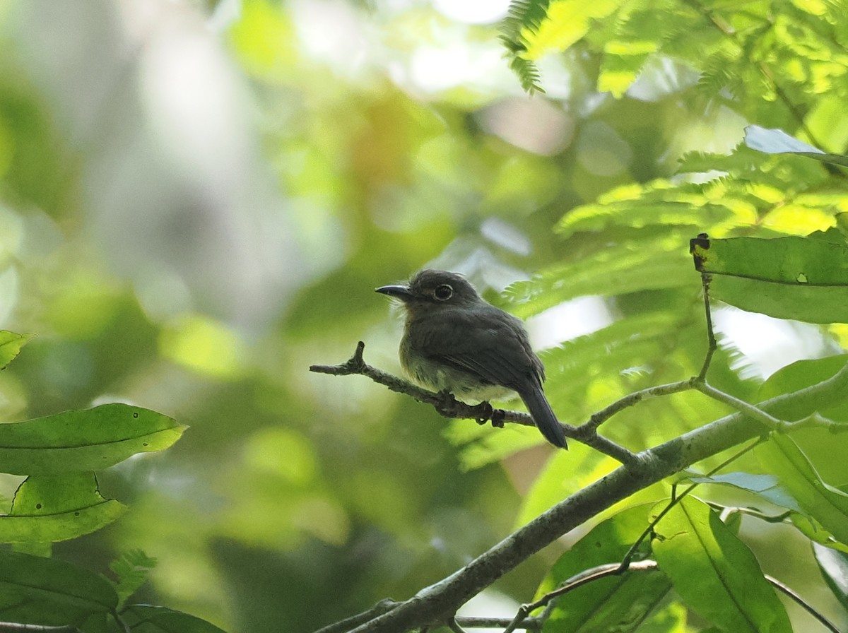 Рыжеватая ленивка - ML645575477