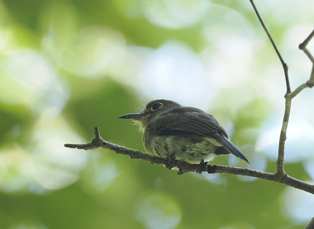 Рыжеватая ленивка - ML645575478