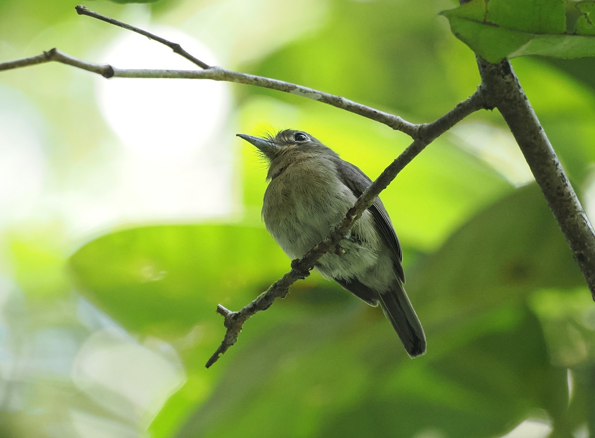 Рыжеватая ленивка - ML645575479