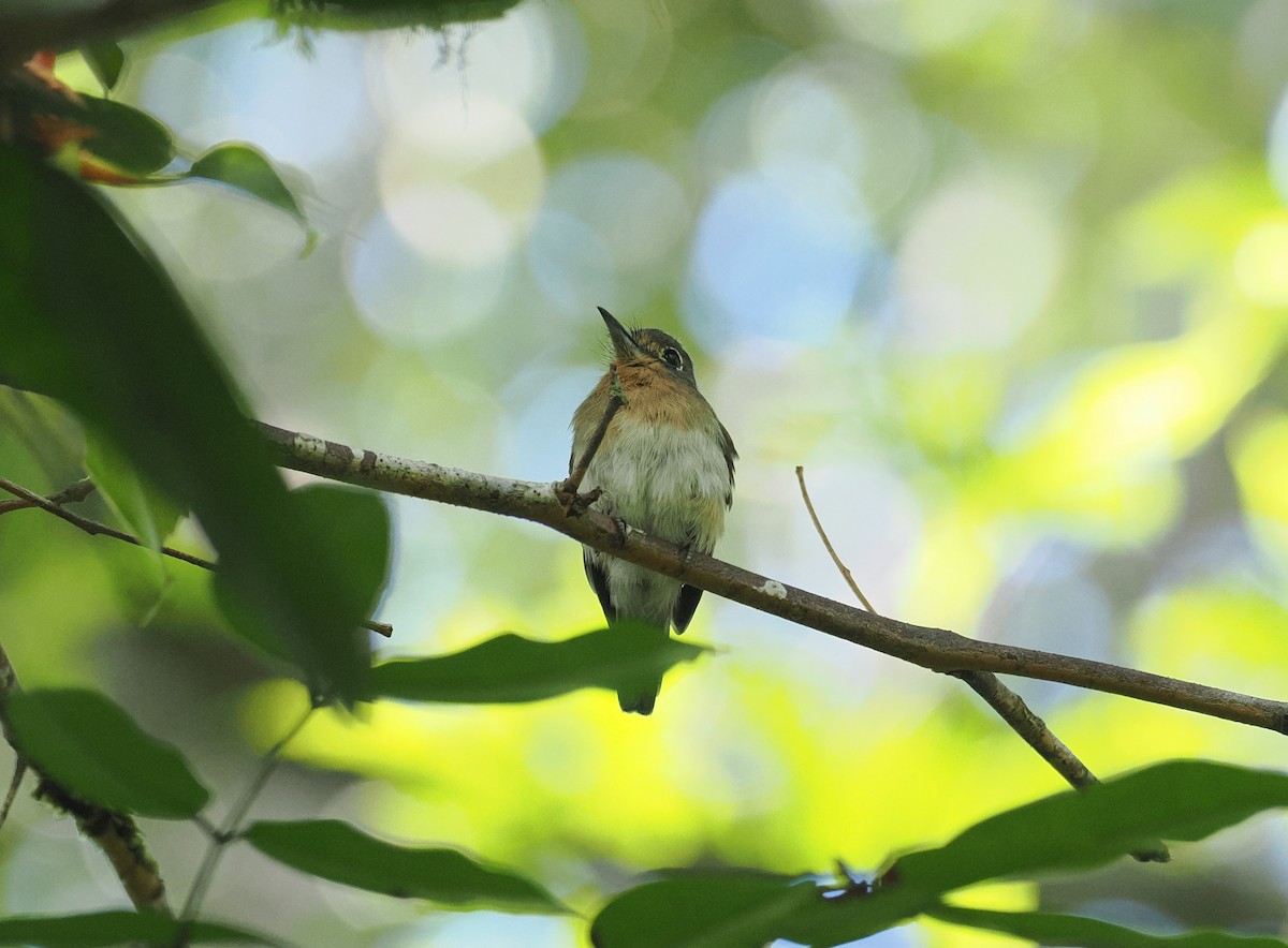 Рыжеватая ленивка - ML645575480