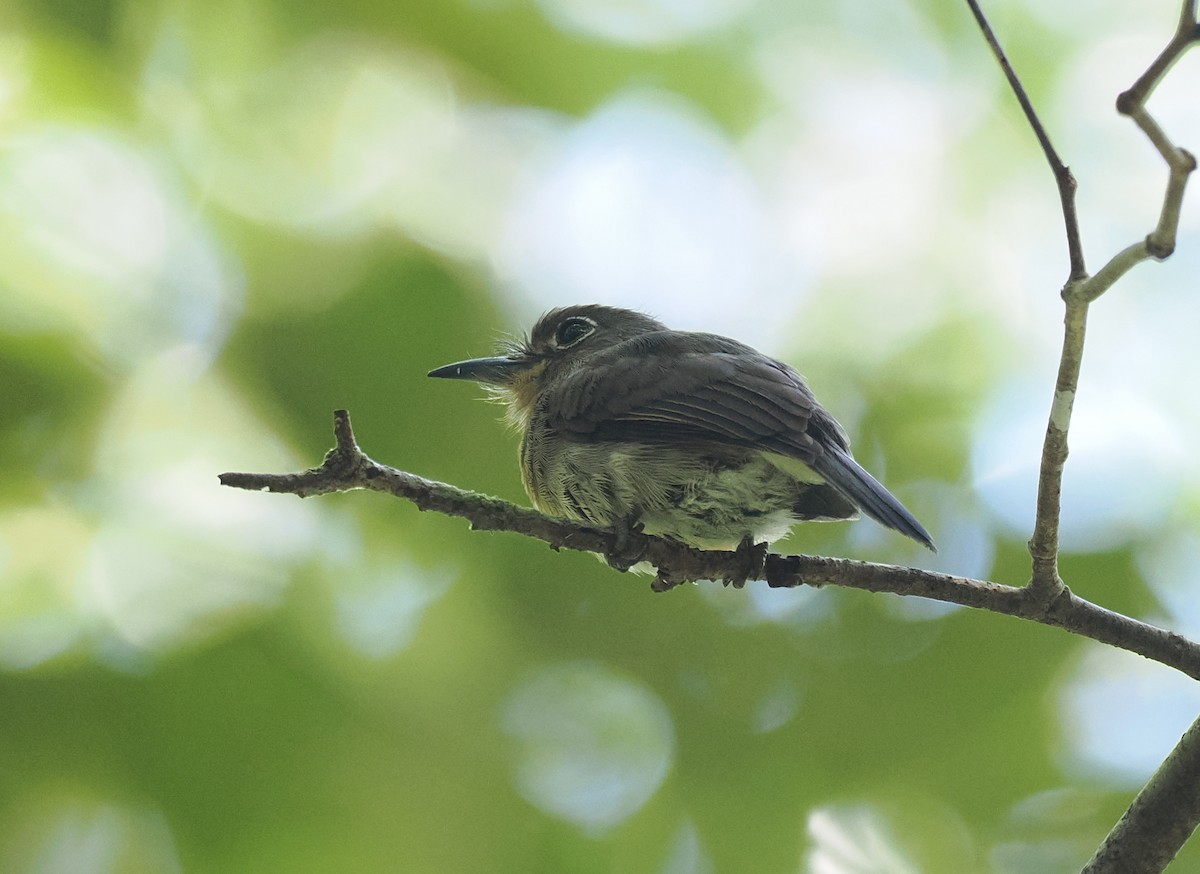 Рыжеватая ленивка - ML645575481