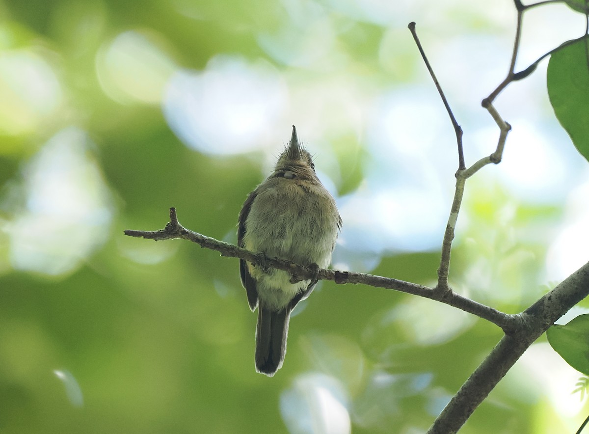 Рыжеватая ленивка - ML645575482