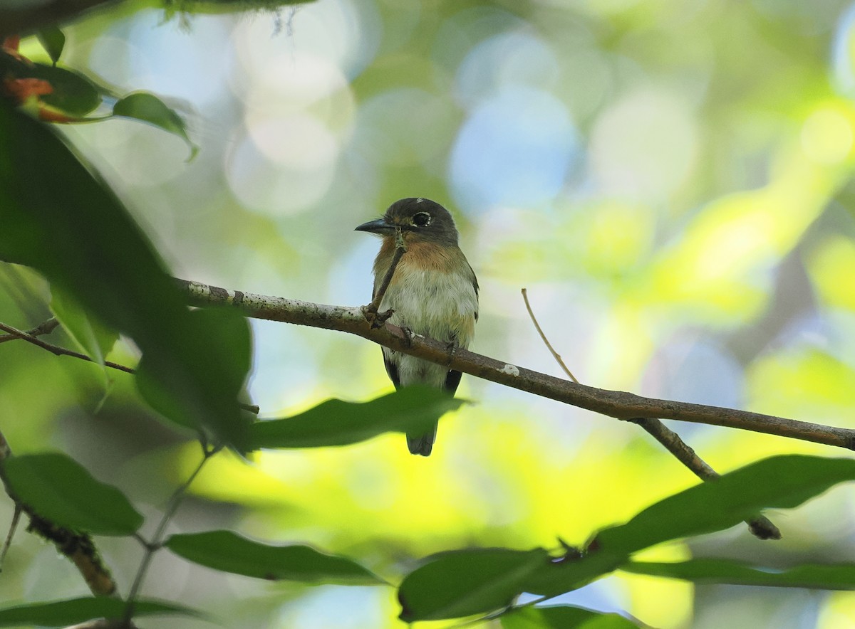 Рыжеватая ленивка - ML645575483