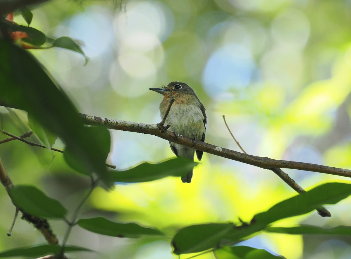 Рыжеватая ленивка - ML645575484