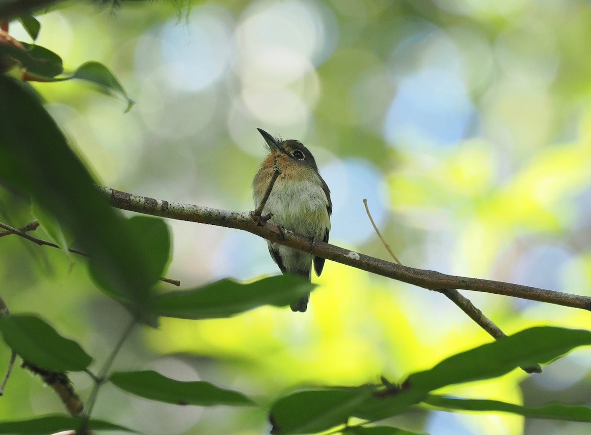 Рыжеватая ленивка - ML645575485