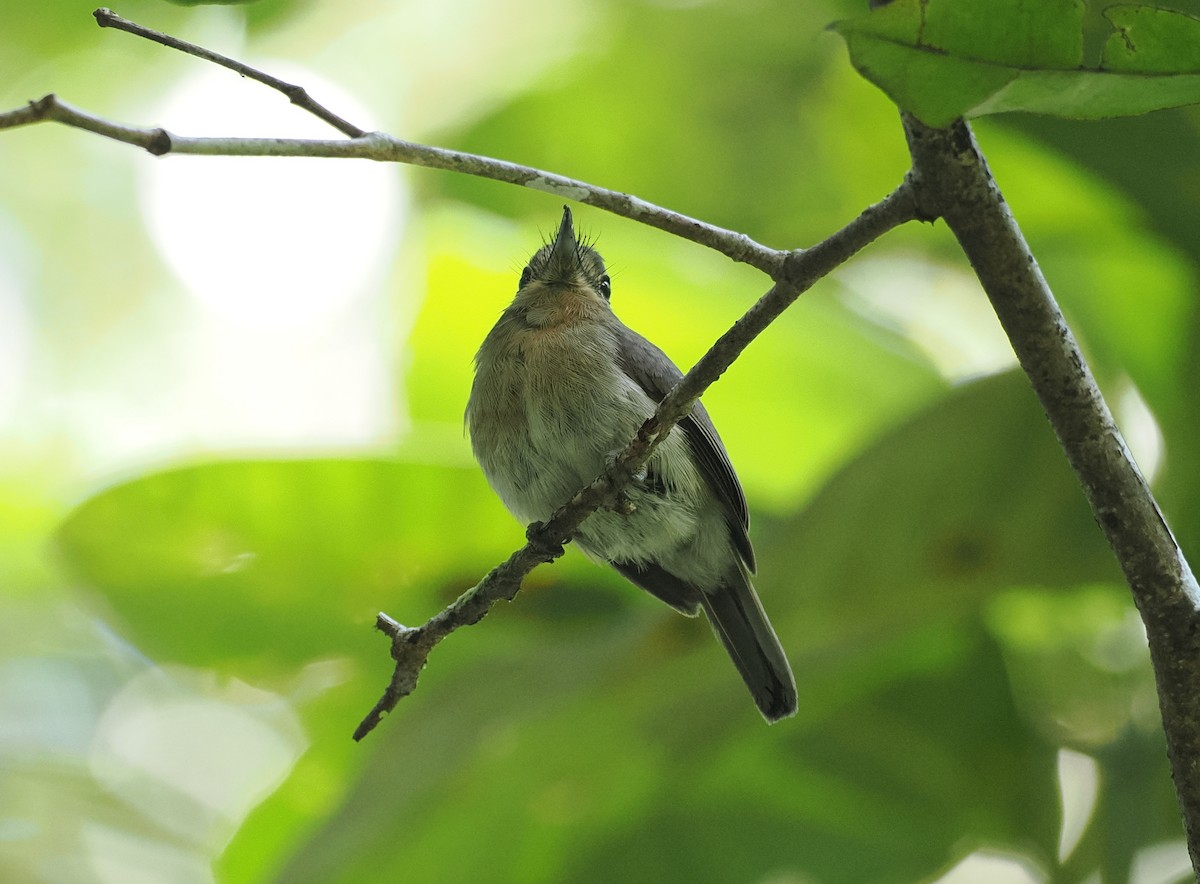 Рыжеватая ленивка - ML645575486