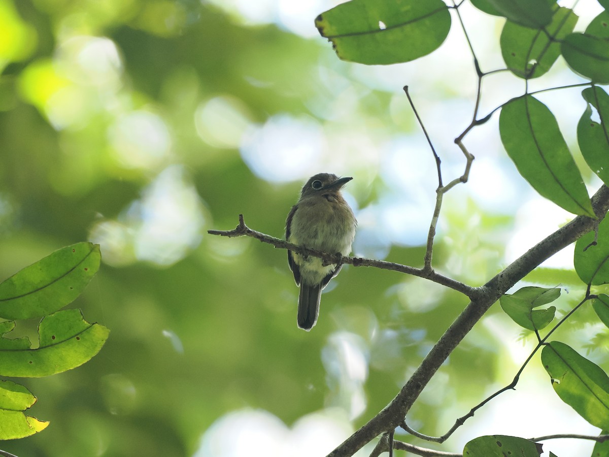 Рыжеватая ленивка - ML645575487