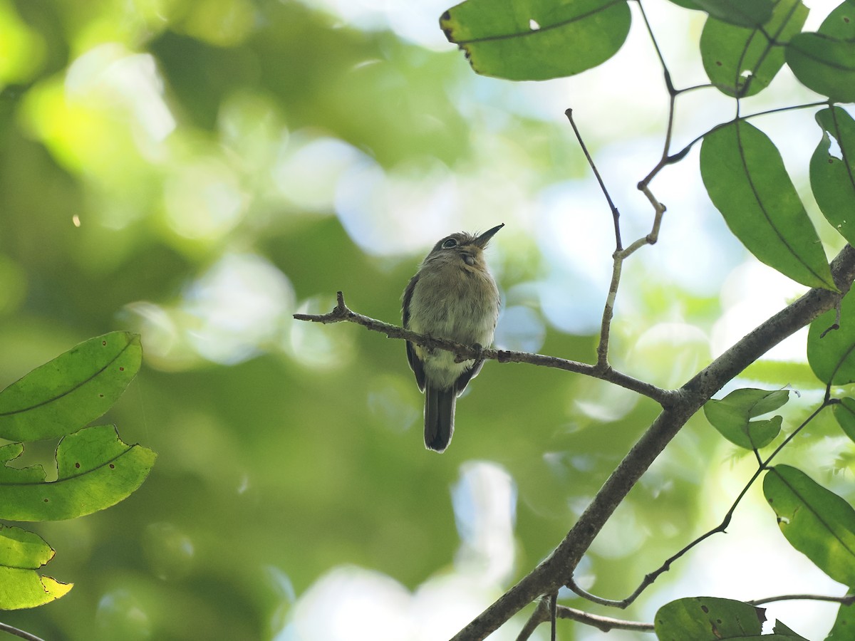 Рыжеватая ленивка - ML645575488