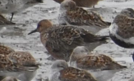 jespák rezavý - ML645575498