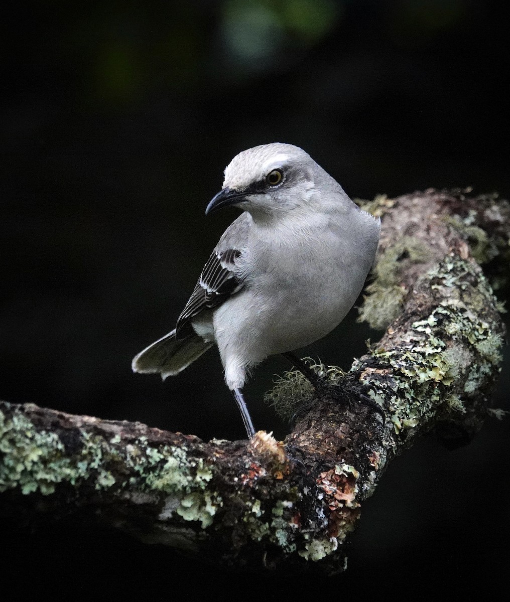 Moqueur des savanes - ML645575500