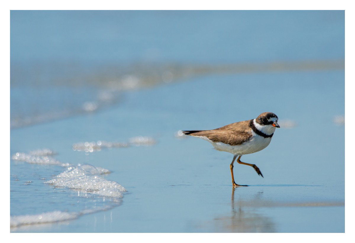 Semipalmated Plover - ML645575502