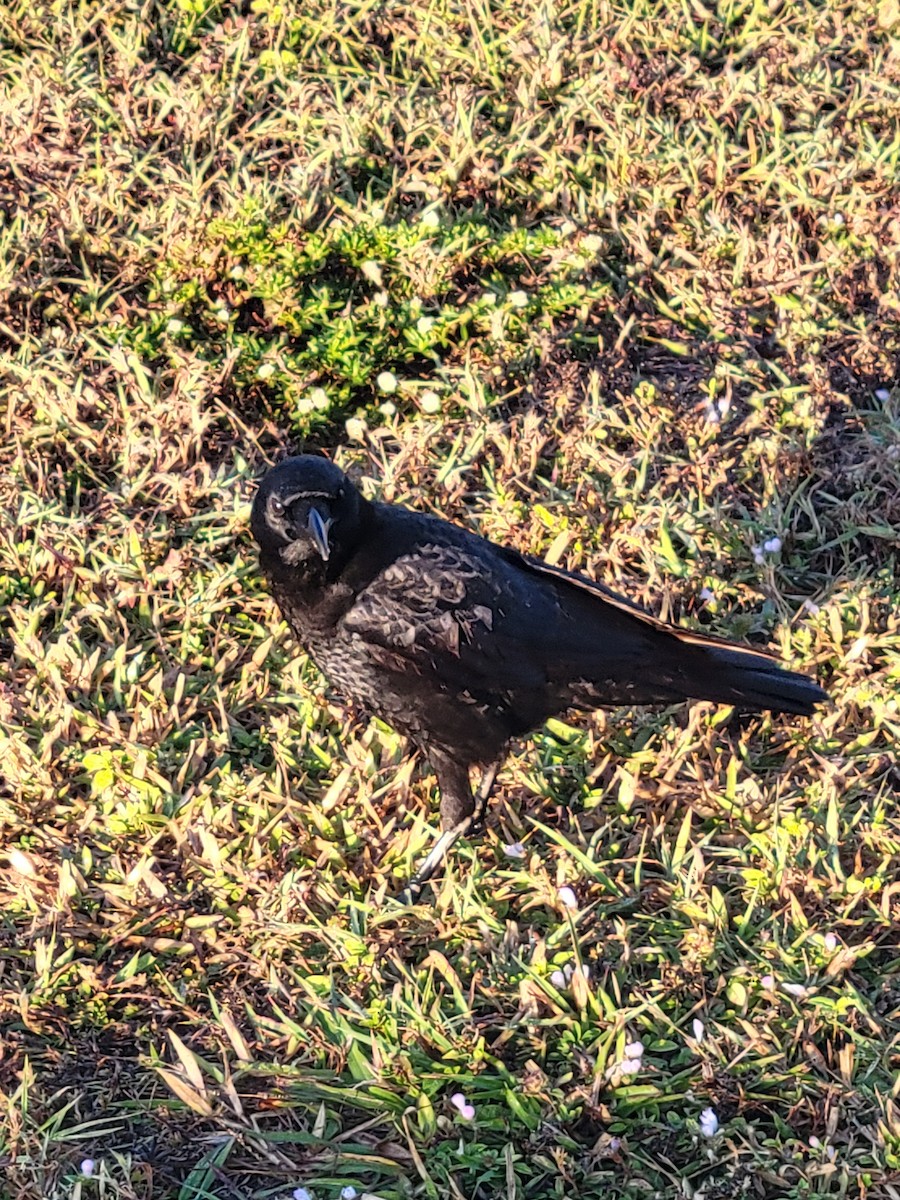 American Crow - ML645575503