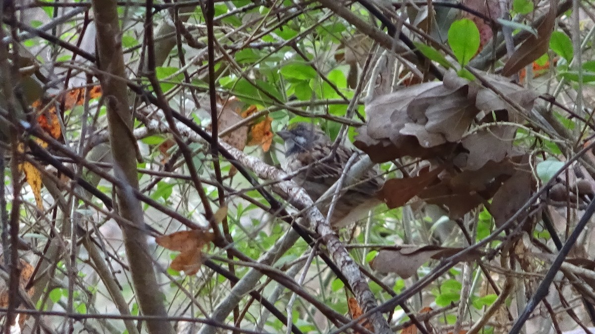 White-throated Sparrow - ML645575504