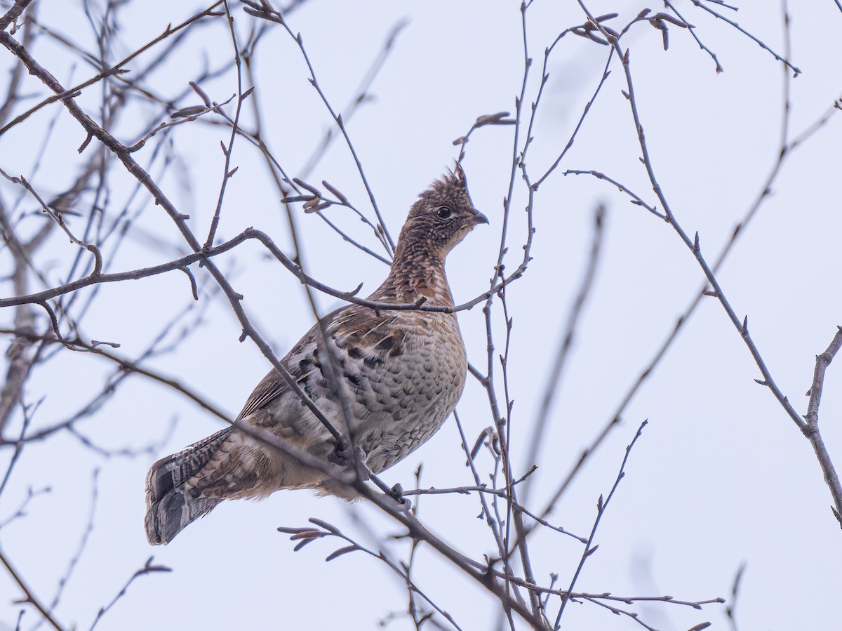 Ruffed Grouse - ML645575509