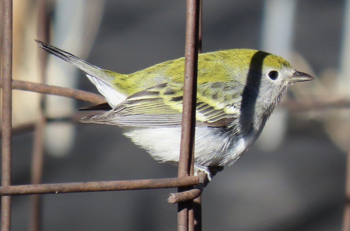 lesňáček rezavoboký - ML645575511