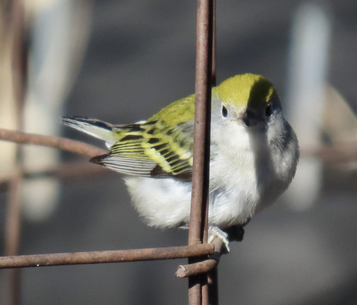 lesňáček rezavoboký - ML645575512