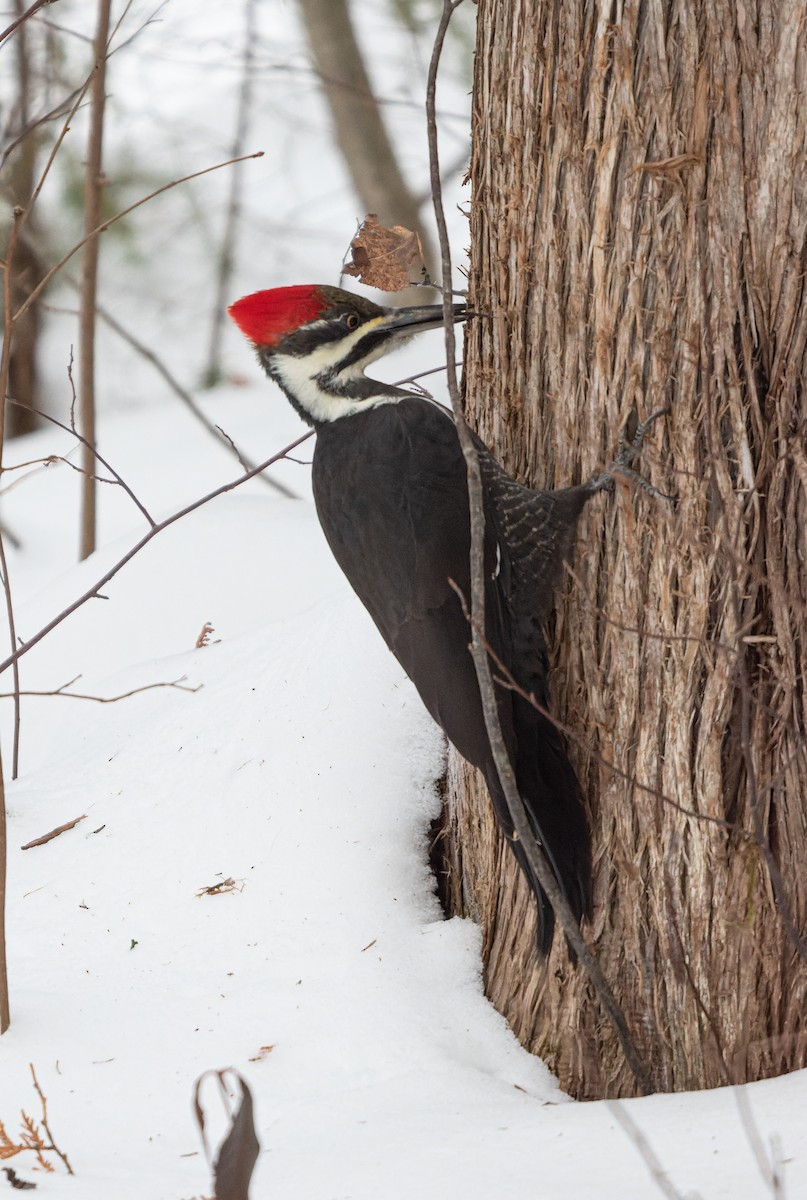 Pileated Woodpecker - ML645575519