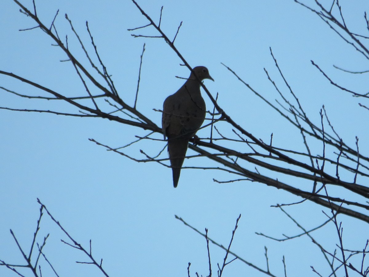 Mourning Dove - ML645575524