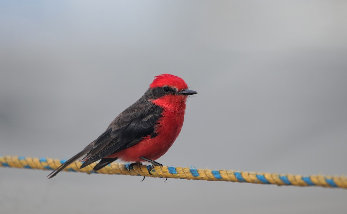 Vermilion Flycatcher - ML645575552
