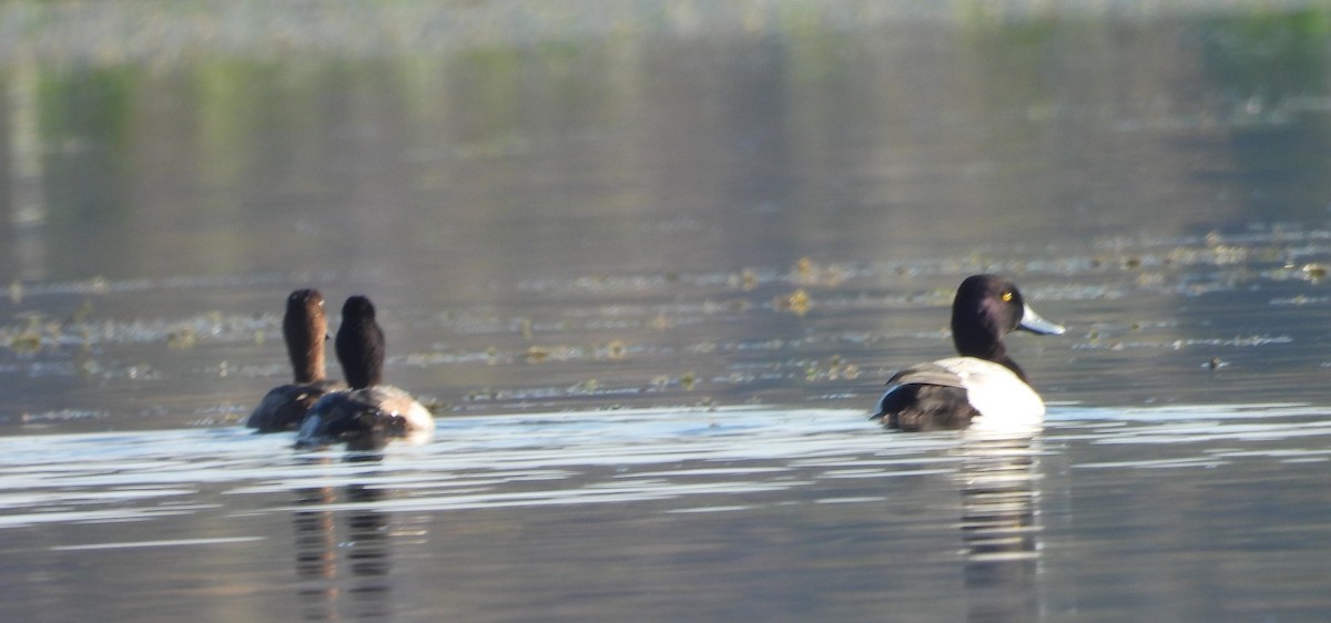 Lesser Scaup - ML645575558