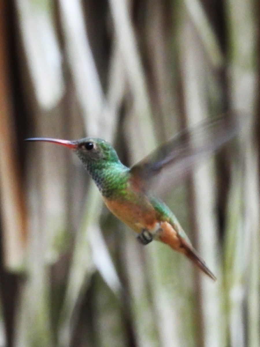Buff-bellied Hummingbird - ML645575559