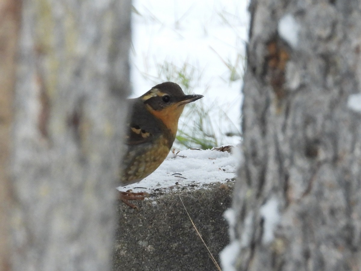 Varied Thrush - ML645575560