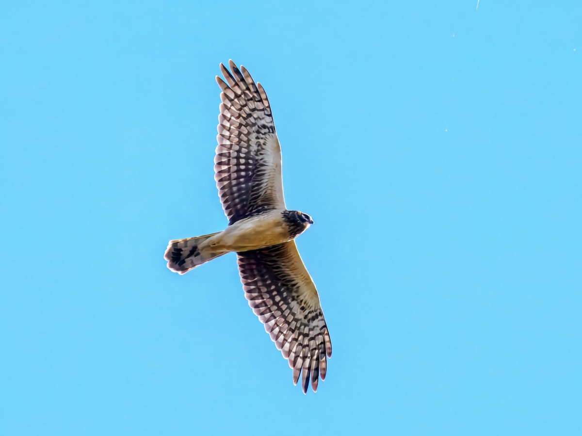 Mirotz zuri iparramerikarra - ML645575568