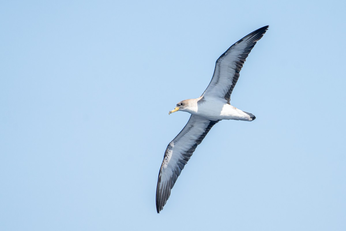 Scopoli's Shearwater - ML645575569