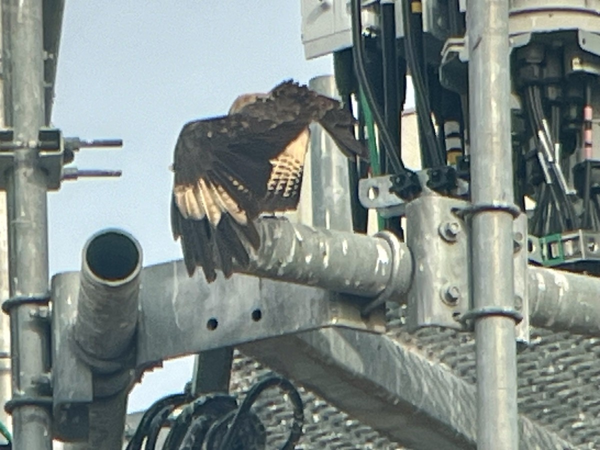 Yellow-headed Caracara - ML645575579