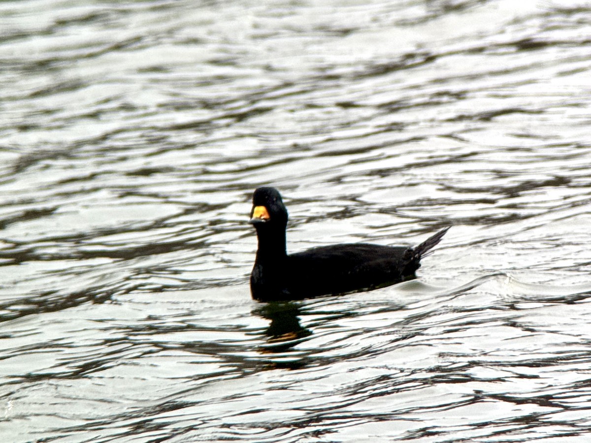 amerikasvartand - ML645575583