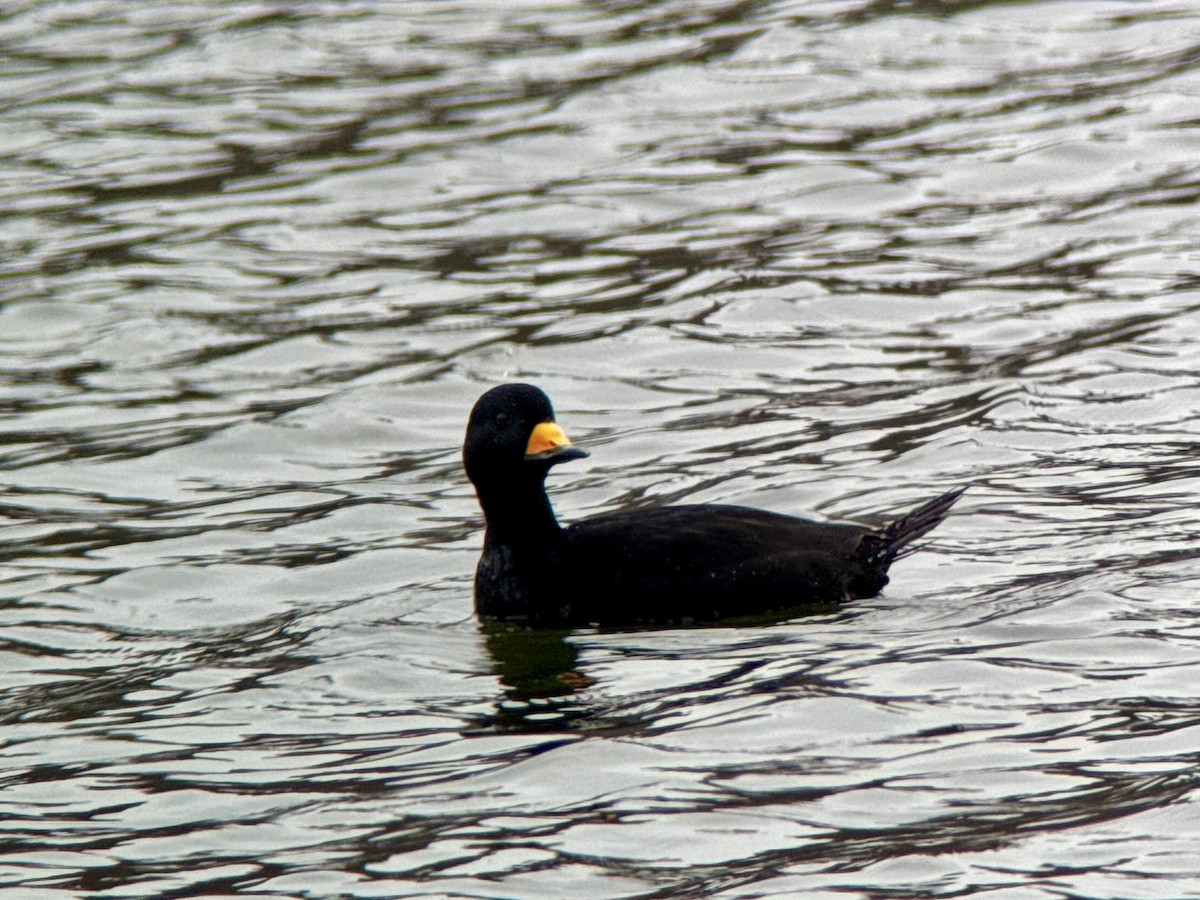 amerikasvartand - ML645575584