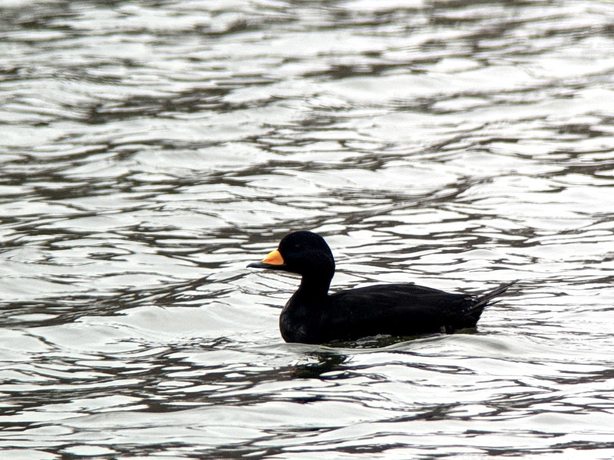 amerikasvartand - ML645575586