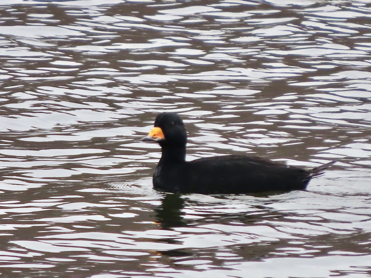 amerikasvartand - ML645575588