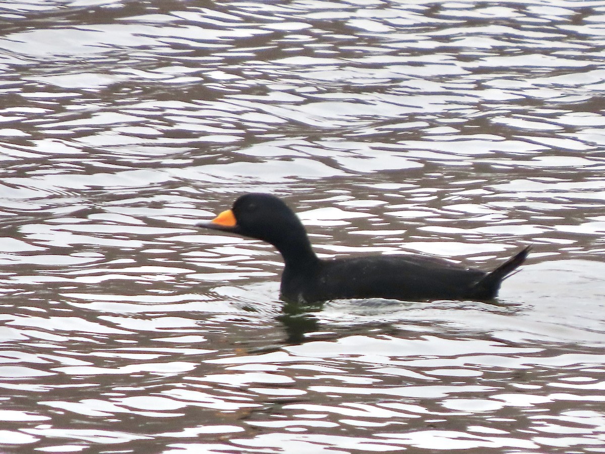 amerikasvartand - ML645575589