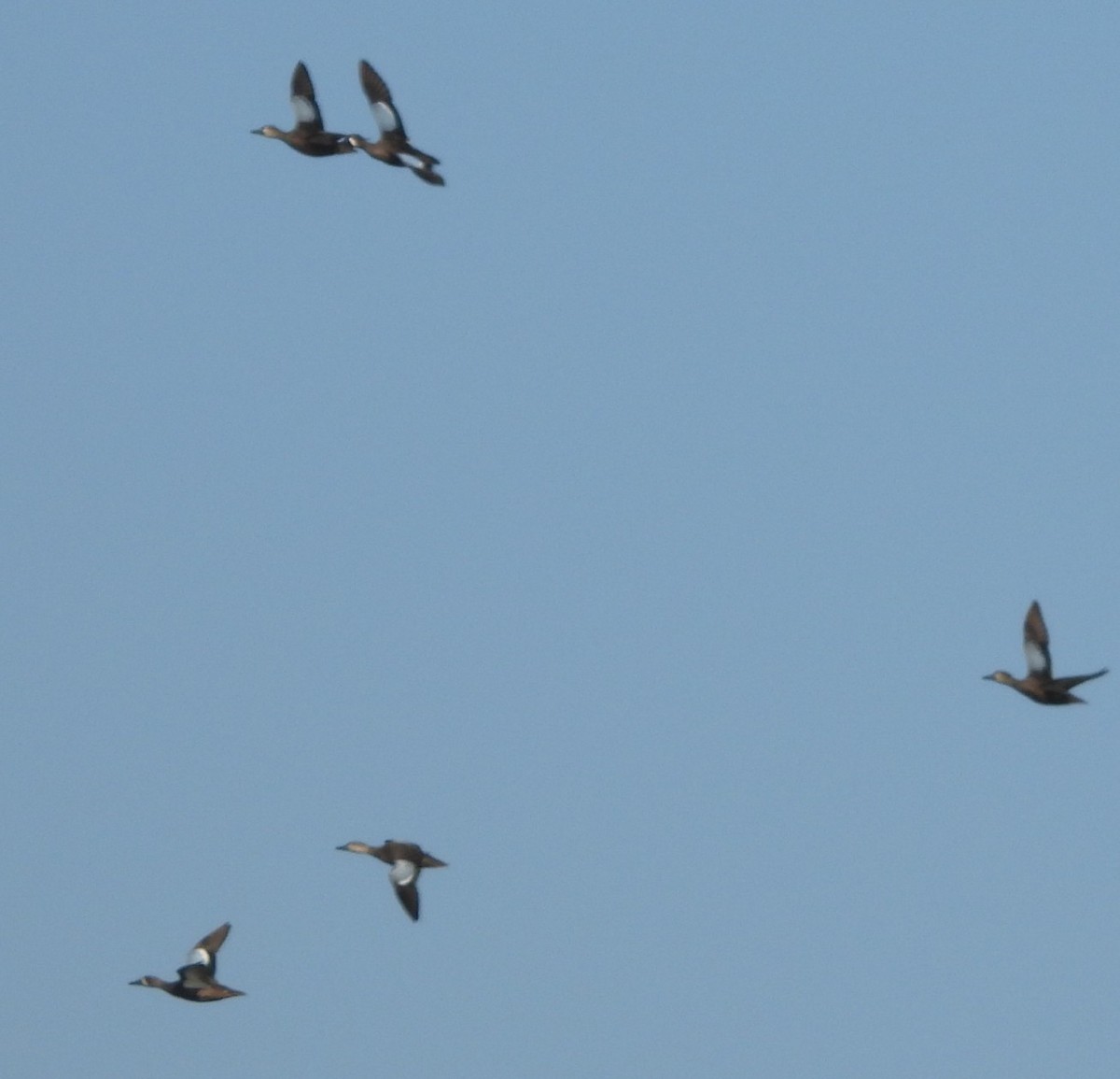 ミカヅキシマアジ - ML645575590