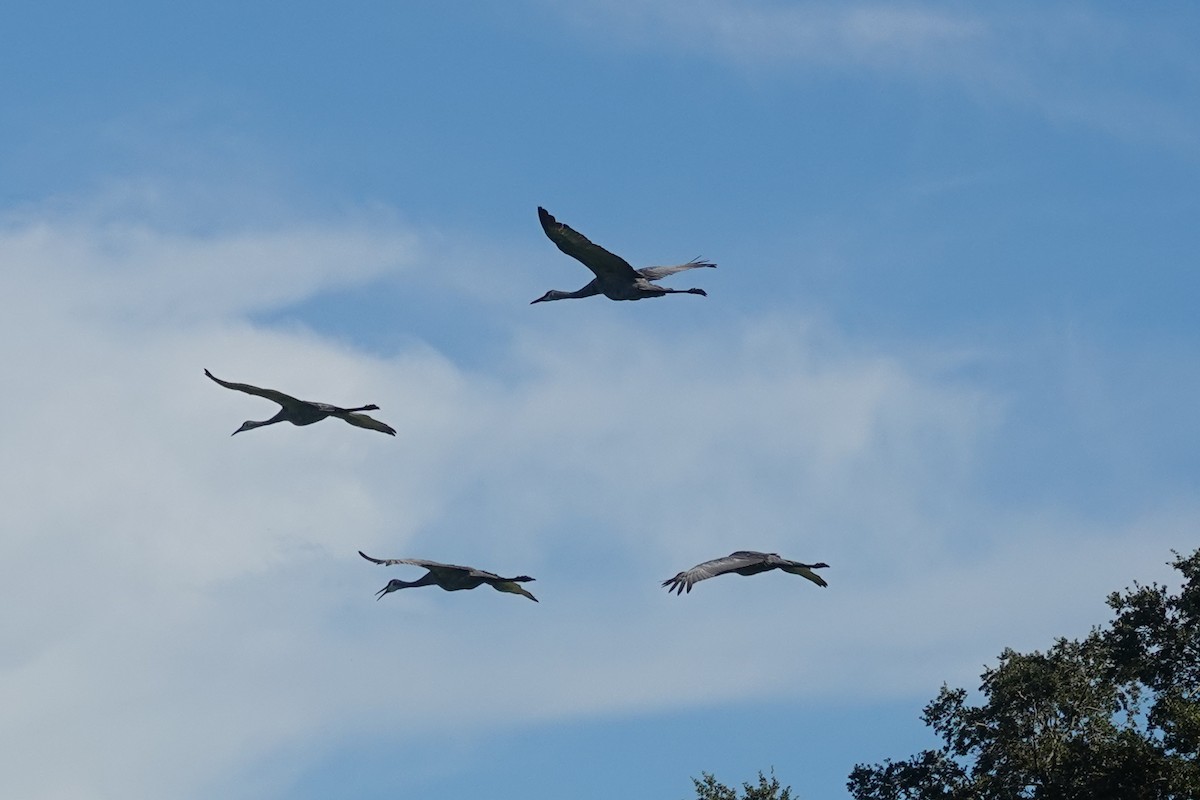 Sandhill Crane - ML645575591