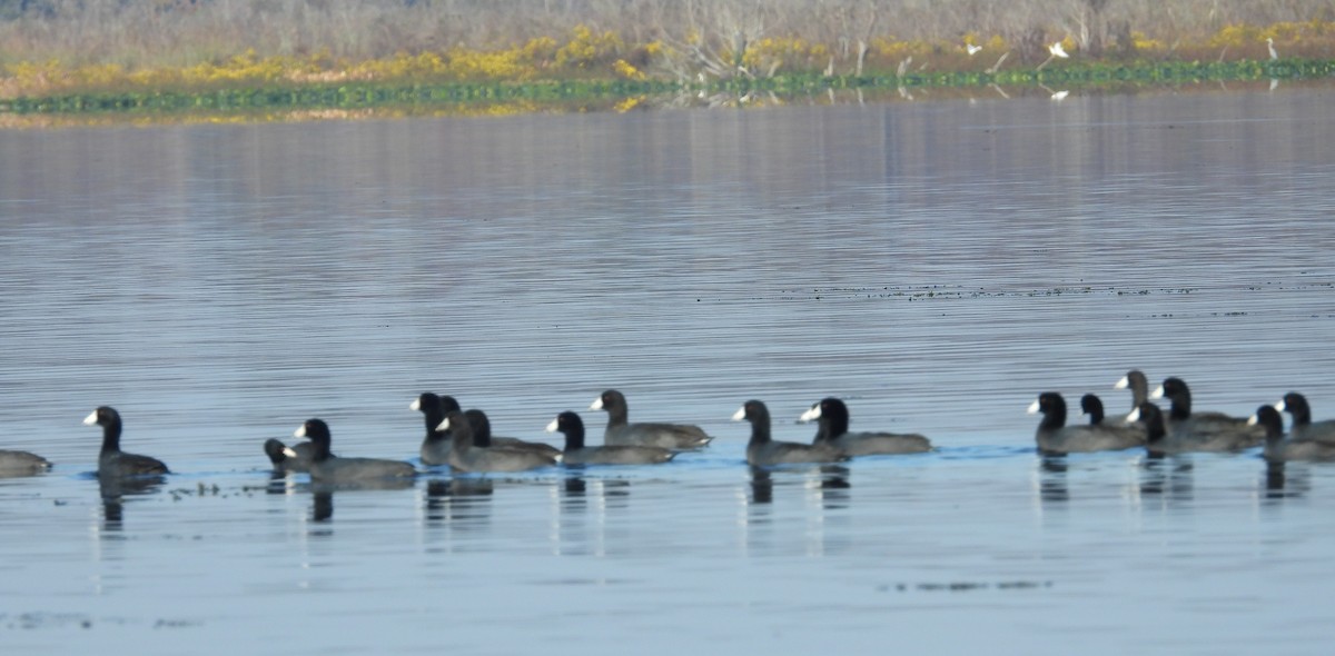 Focha Americana - ML645575596