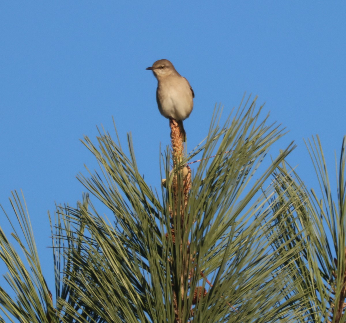 Northern Mockingbird - ML645575602