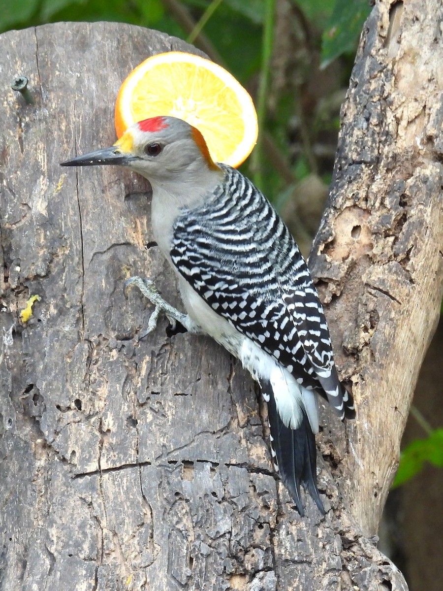 Golden-fronted Woodpecker - ML645575607