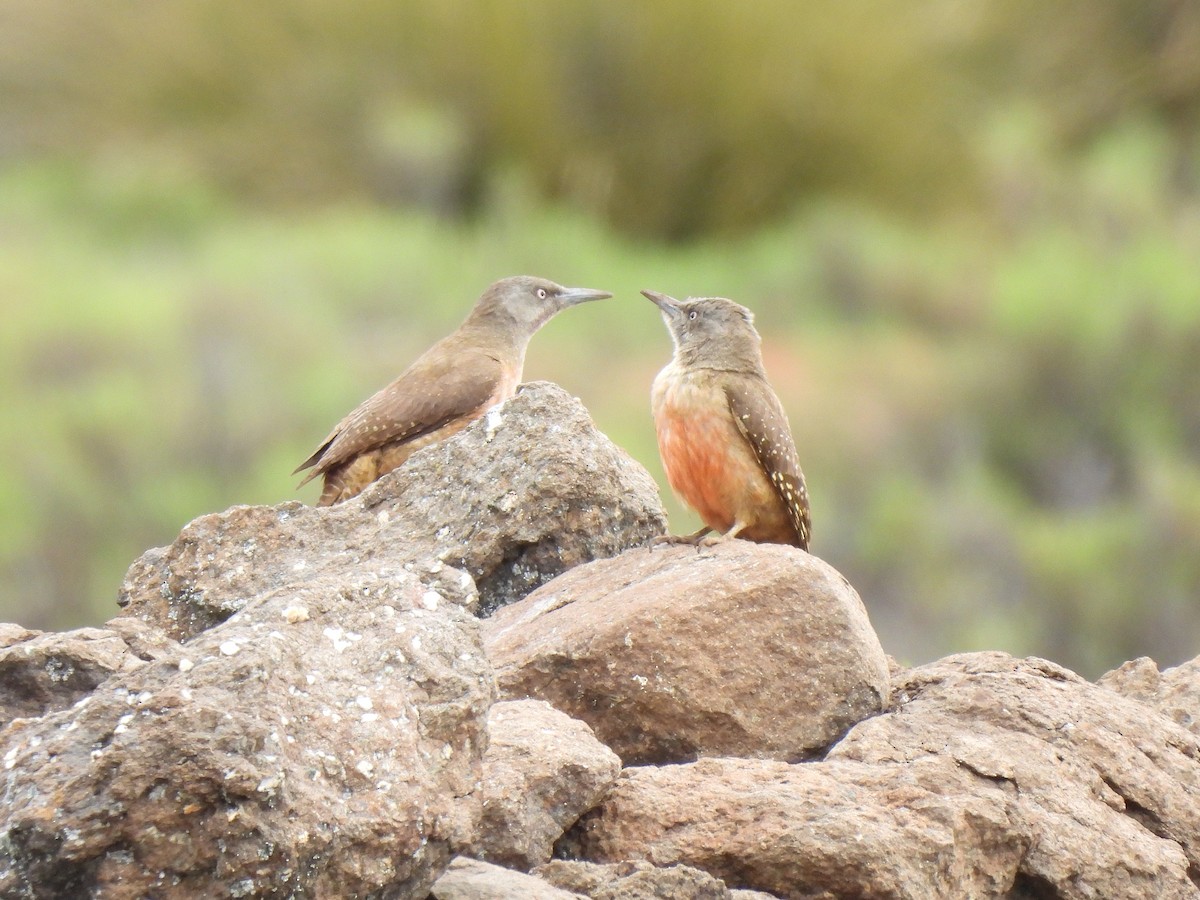 Ground Woodpecker - ML645575614