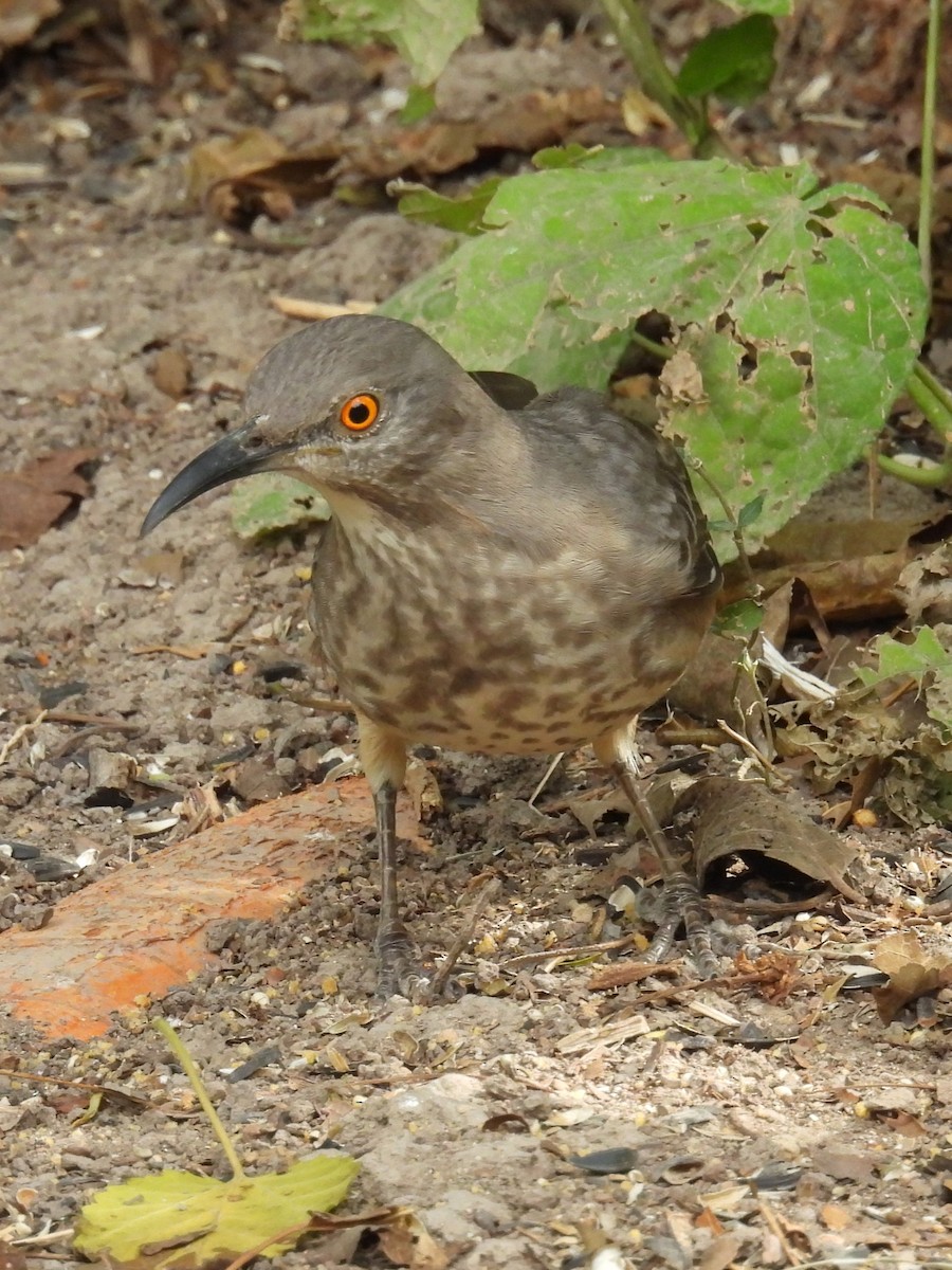 Curve-billed Thrasher - ML645575624