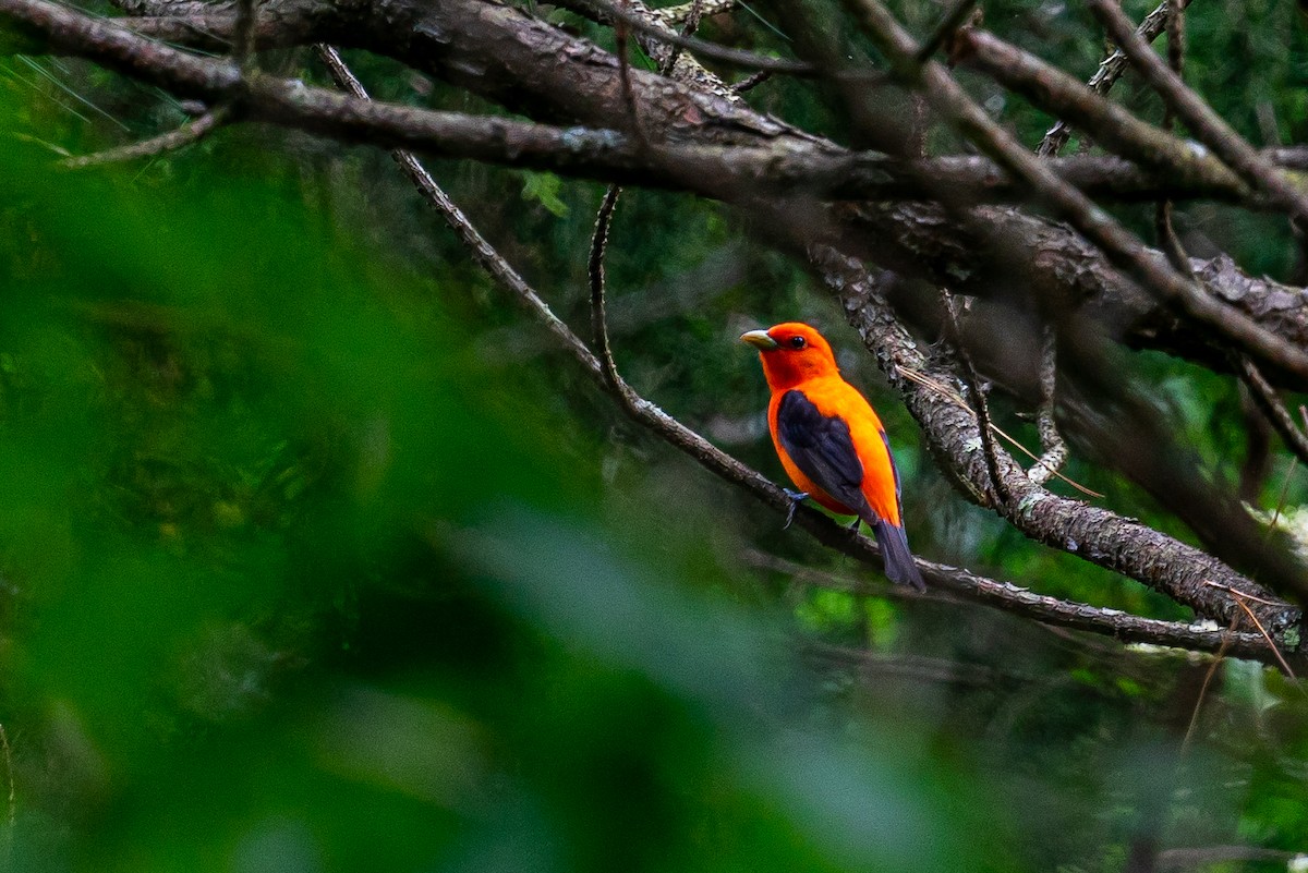 Scarlet Tanager - ML645575630