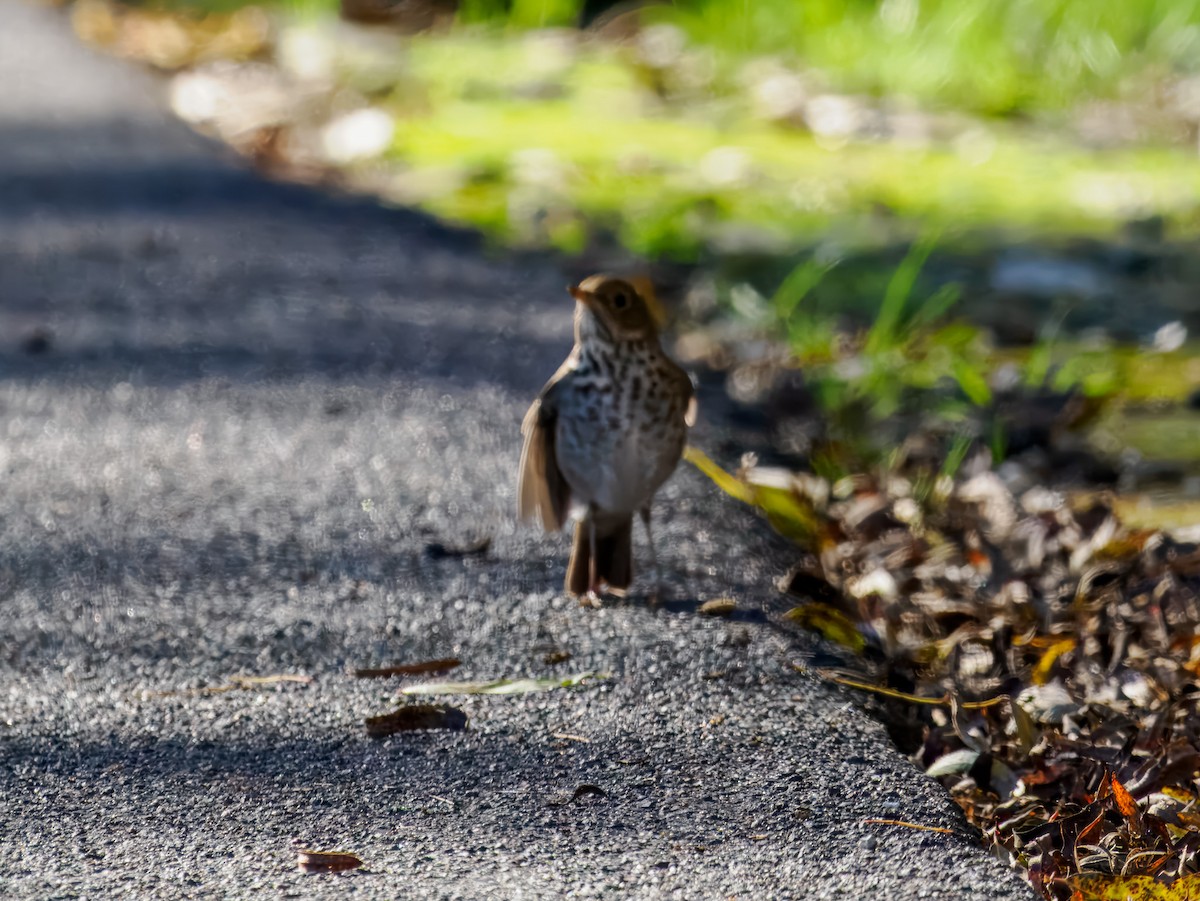 Hermit Thrush - ML645575633