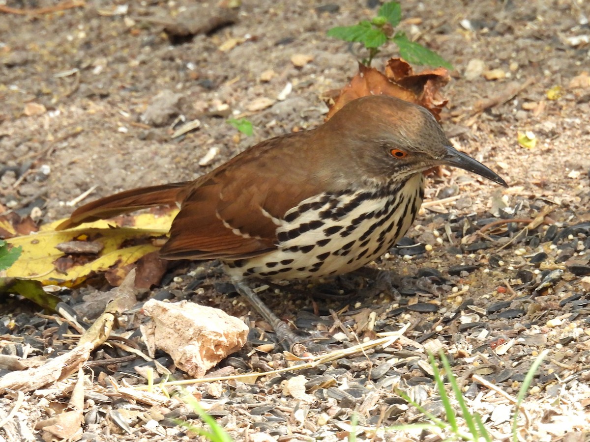Long-billed Thrasher - ML645575634