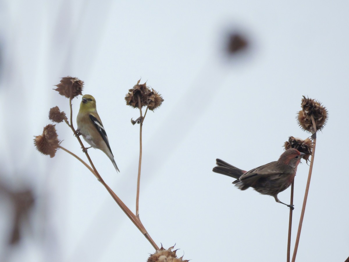 American Goldfinch - ML645575636